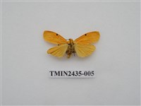 藏品(緣點苔蛾)的圖片